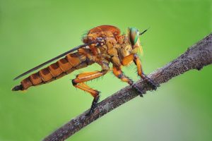 Macro closeup insect